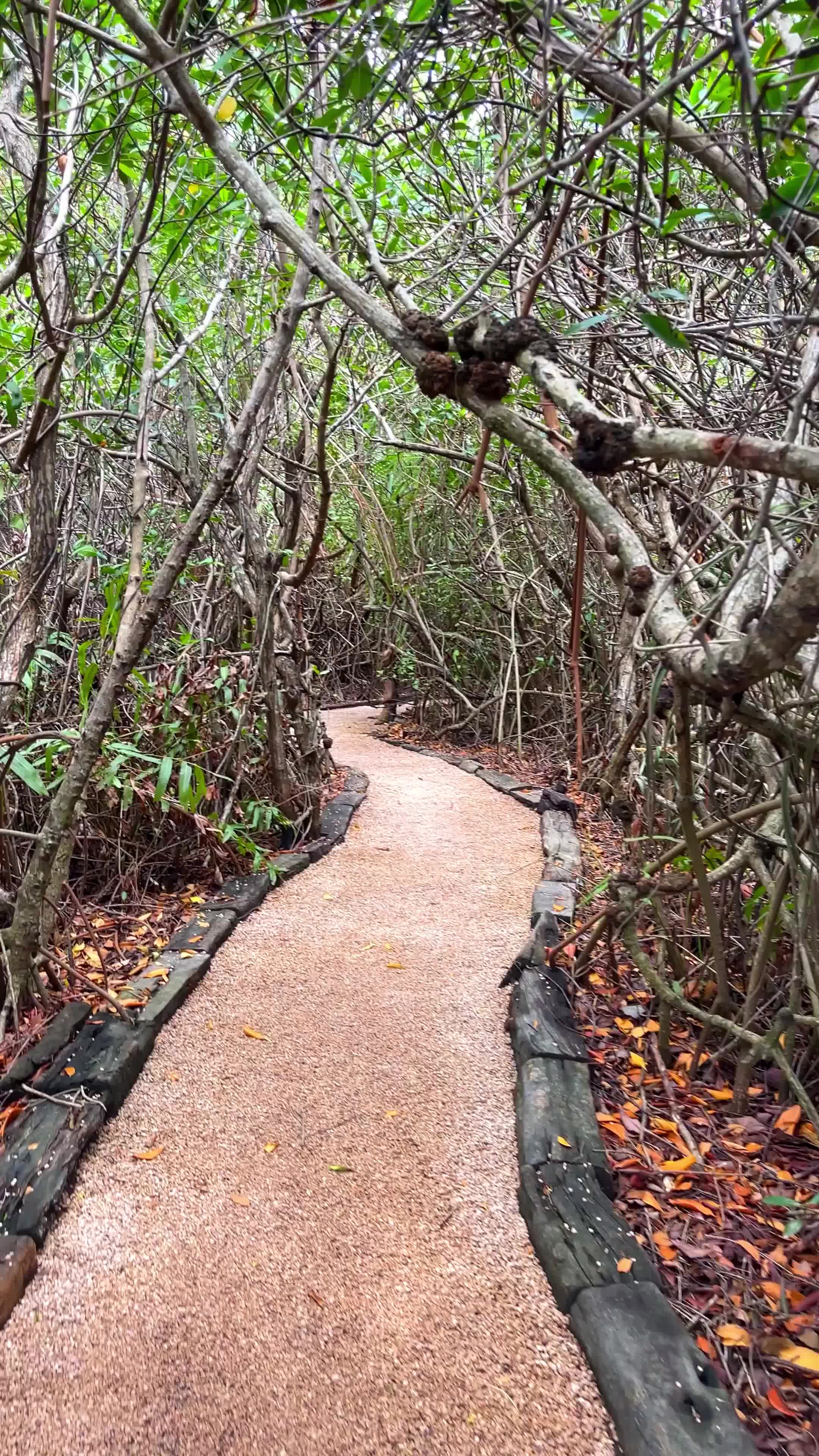 Tulum, Mexico Pt. 12 – Cenote Kapen-Ha: A Hidden Oasis 🌿💧