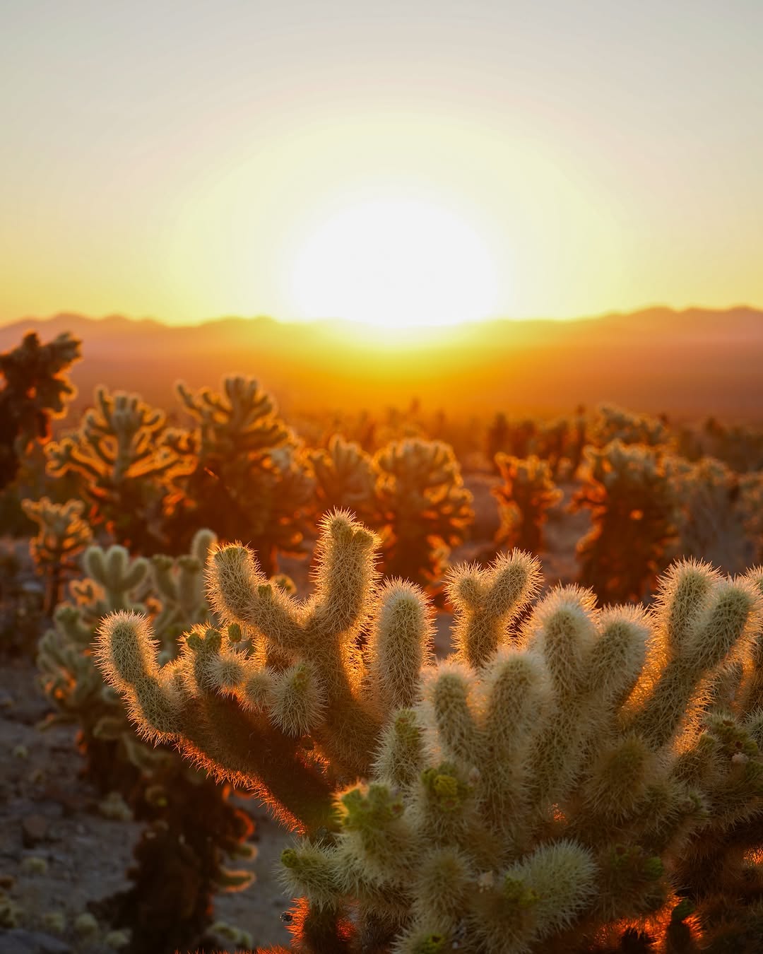 Nothing compares to the beauty of a sunrise in Joshua Tree—where the desert sky comes…